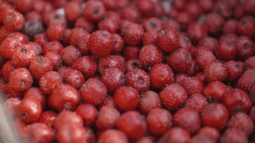 北京京郊女孩抱团养老村,北京山里抱团养老