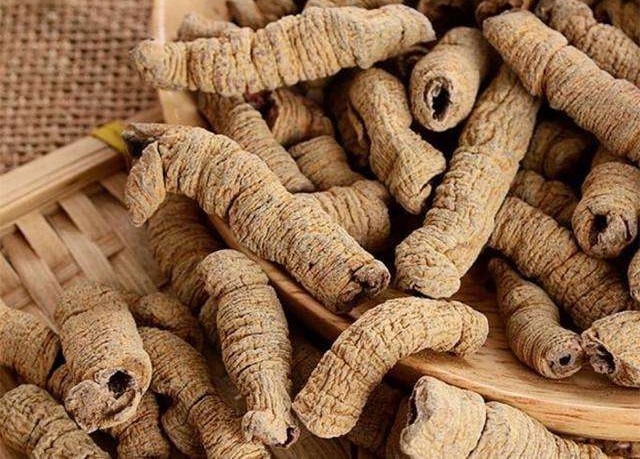 巴戟天补肾最佳配伍,巴戟天本草