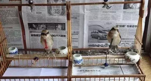 伯劳鸟饲养,没睁眼的伯劳怎样饲养