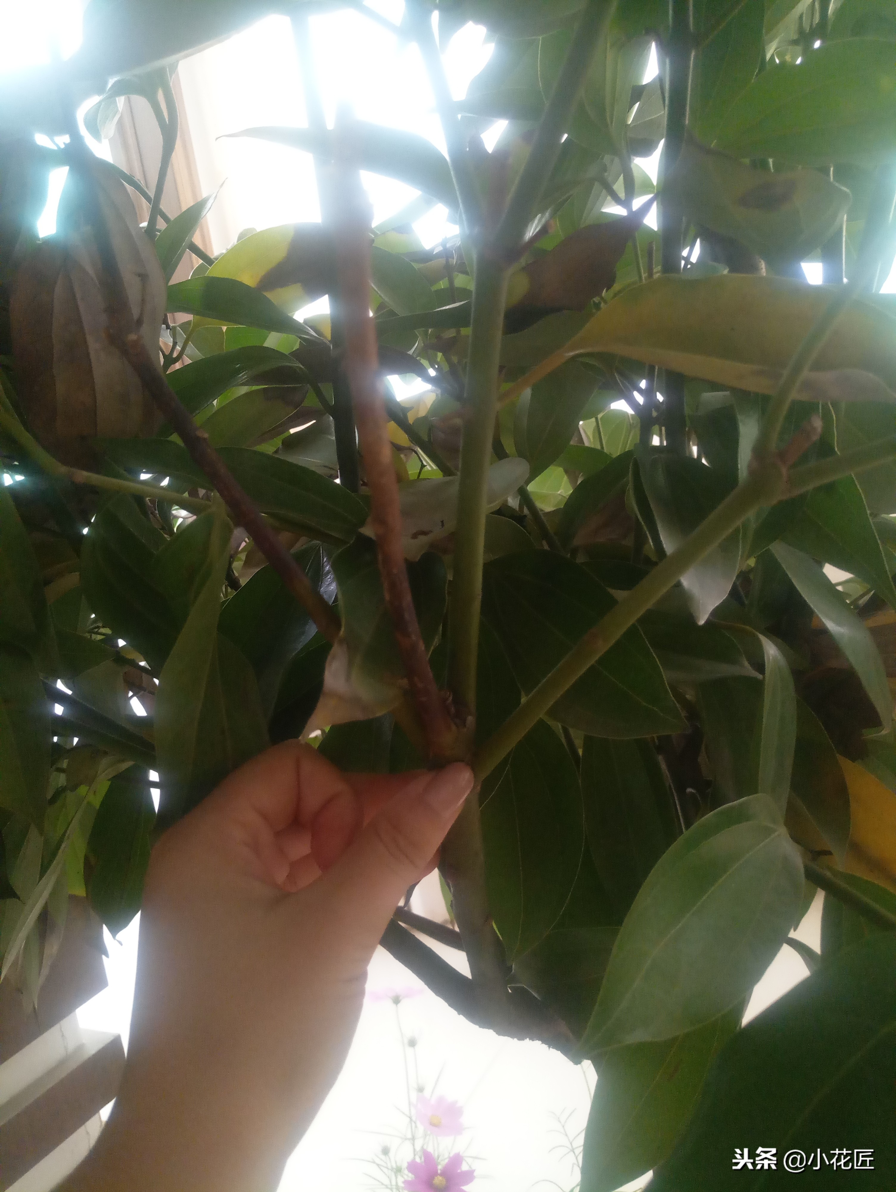 平安树的各种病害图片,平安树的枝枯病