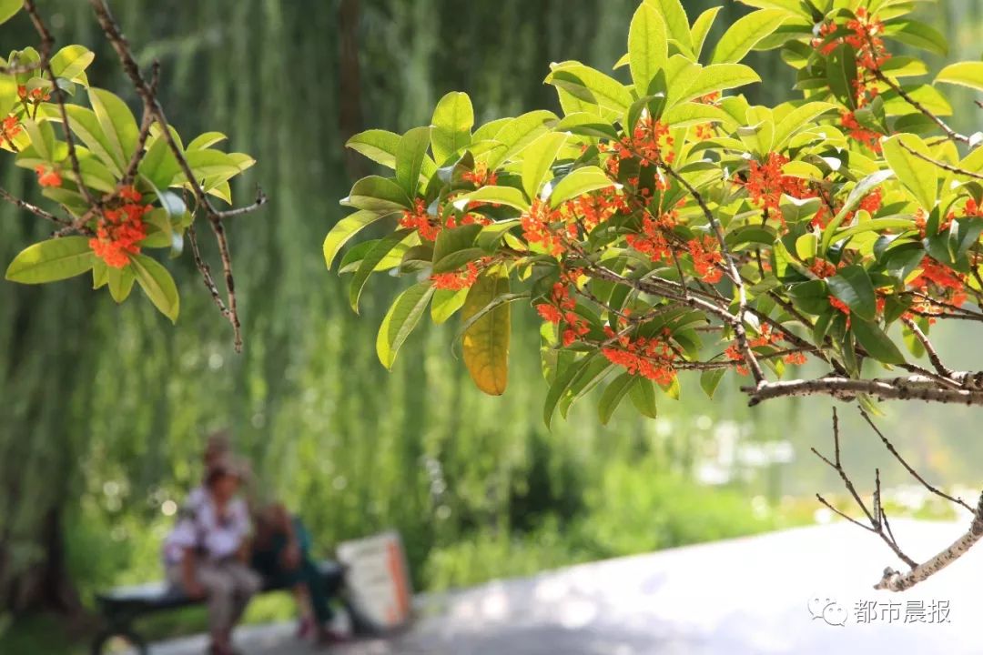 秋意渐浓桂花香气四溢,桂花已开秋意渐浓去哪儿赏桂