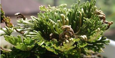 整合——28种青草药,赶快收藏备用!