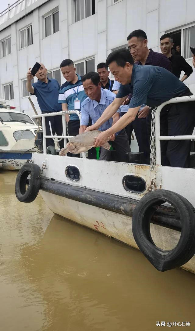 野外捡到一只野生龟,市民捡到一只野生龟