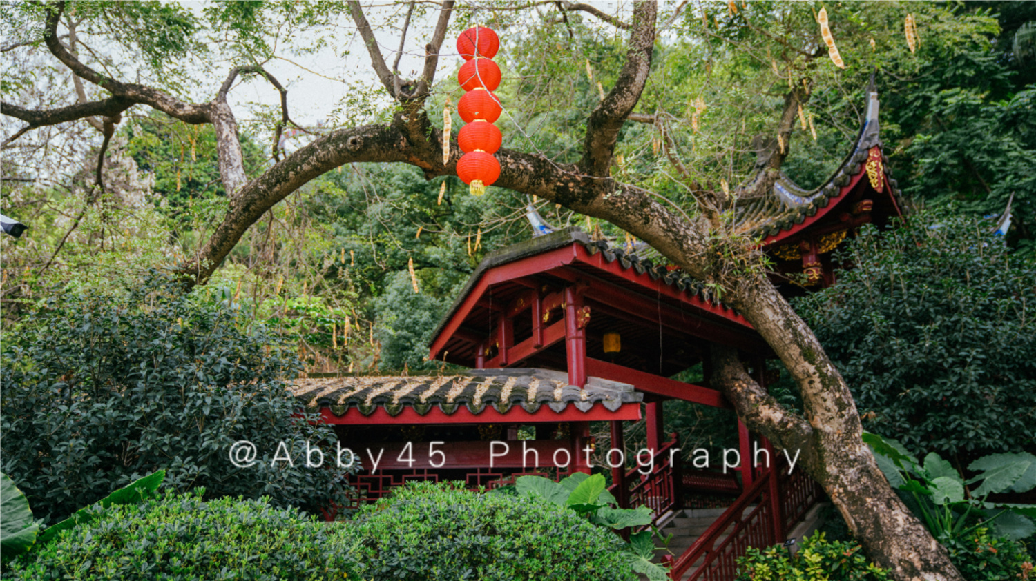 国内十大兰圃之一在福州，莫负好*光春**，免费尽享兰花的春之盛宴