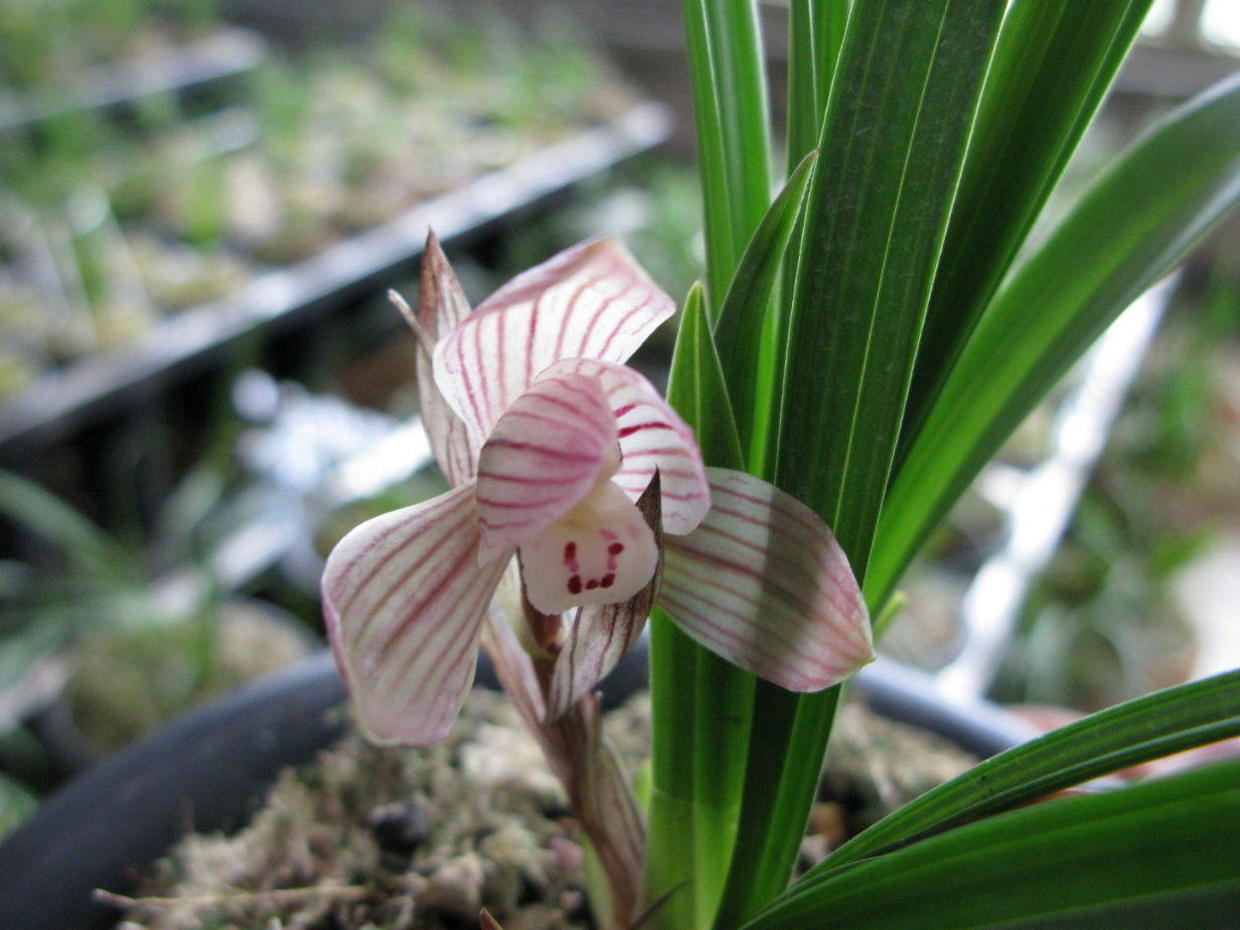 寒兰和春兰花有什么区别,寒兰和春兰区别