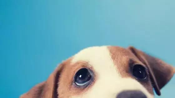 母狗下崽把小崽吃了,小母狗吃掉自己的幼崽