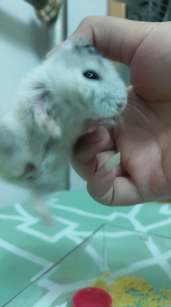 小女孩把仓鼠放到浴缸里洗澡,用水给仓鼠洗过澡没事吧