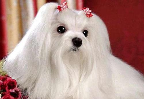 狗狗吃护肝宝起什么作用,狗狗调养肝脏的食物和水果有哪些