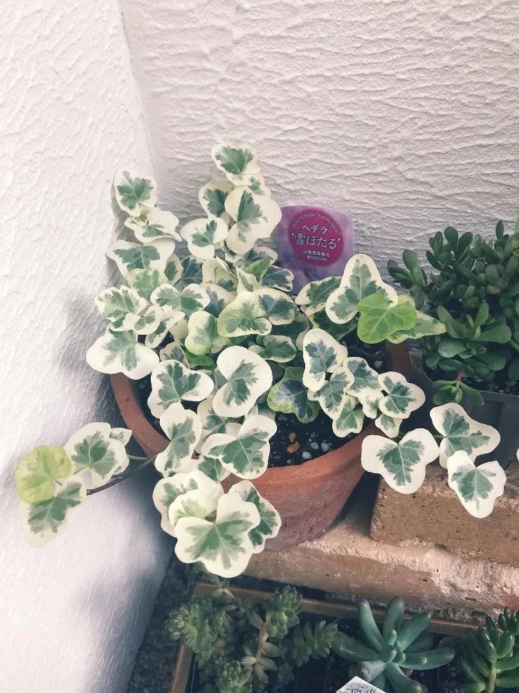 这3种花养在室内长得好,长成瀑布的最好养的花