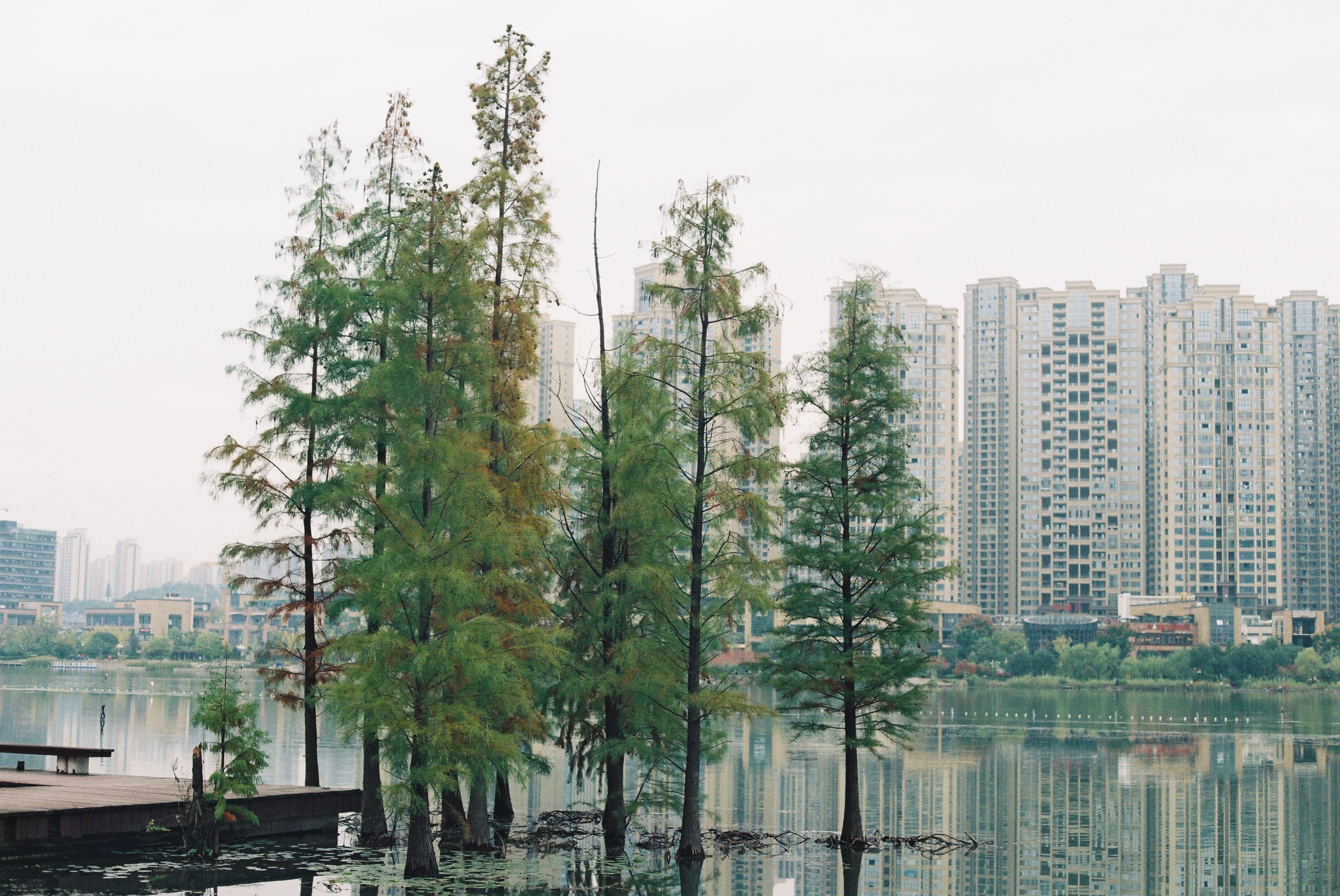 胶片拍出来不晒是什么样子的,日系胶片拍摄过程