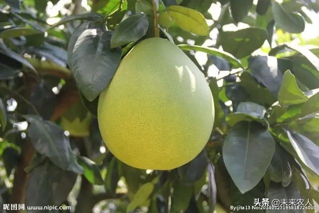 烤烟有机肥的正确使用方法,烟草专用有机肥怎么使用