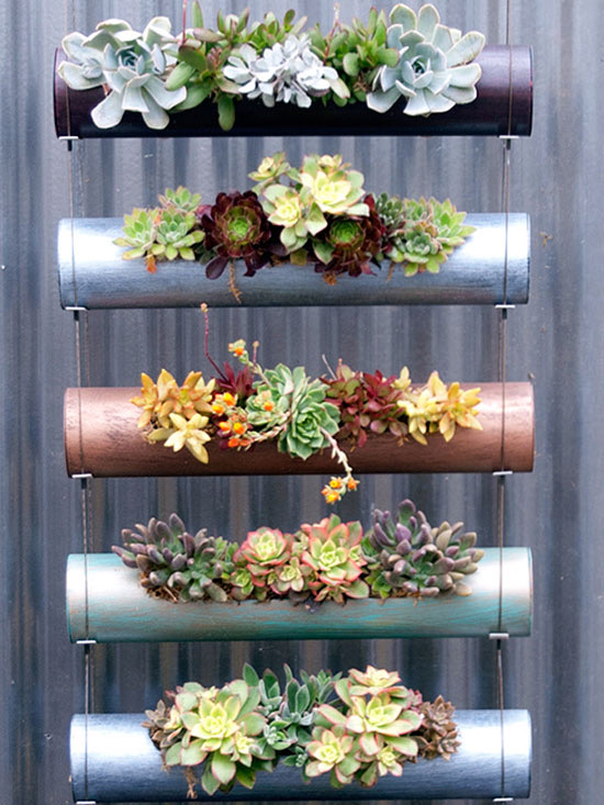 悬挂植物,好看独特的植物装饰