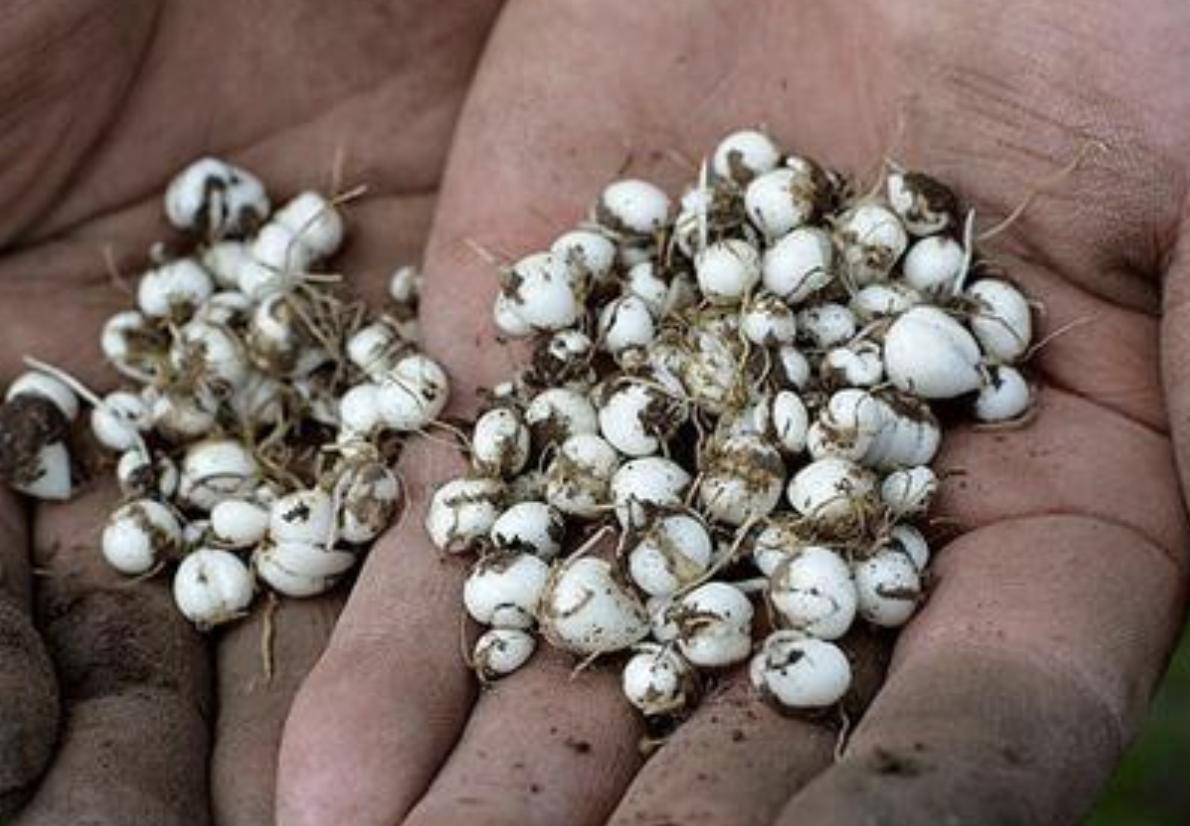 乡下一种草植物晒干可以卖,野外的1种杂草