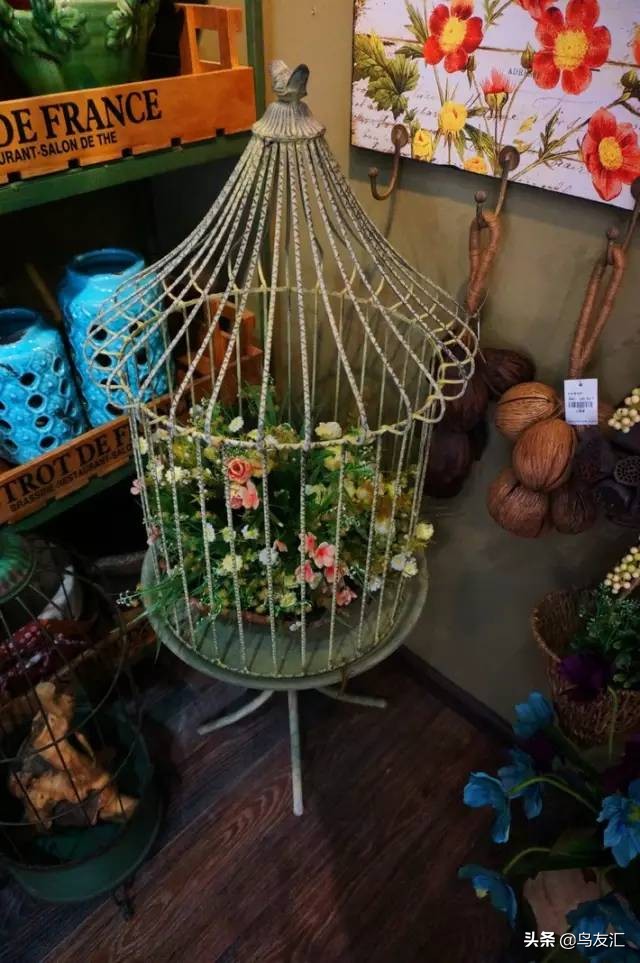 鸟窝为何这么干净,鸟窝怎样可以让鸟很喜欢