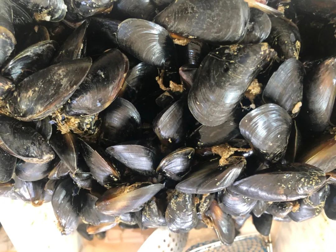 威海100元一斤的海鲜,六月份威海海鲜价格