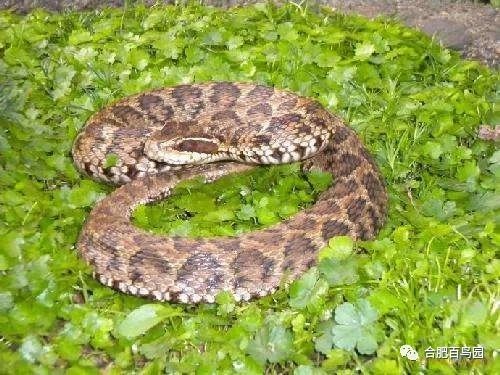 各种动物蛇类科普视频,蛇类科普介绍