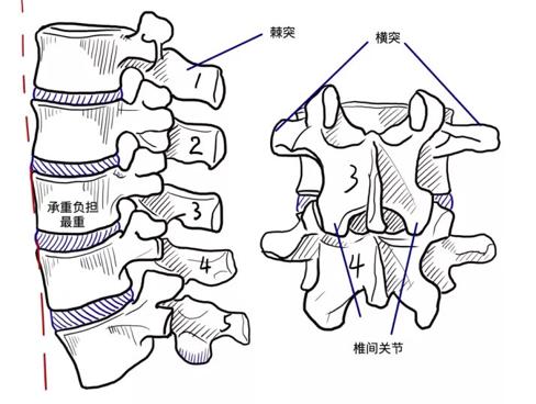 顽固性腰痛怎么治愈,困扰多年的腰疼问题终于搞清楚了