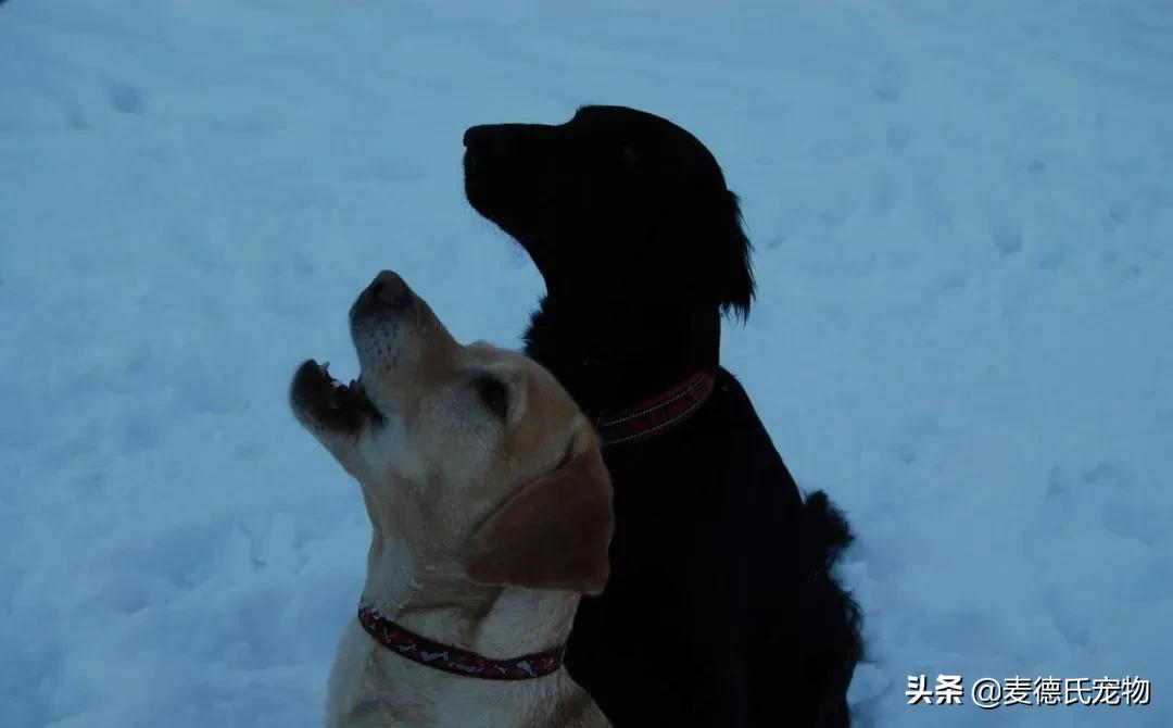 养狗真实感受图片,养狗黑的好还是黄色的好