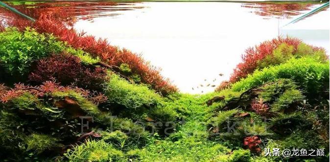 沉木与什么石头搭配造景,沉木造景选树桩还是拱桥