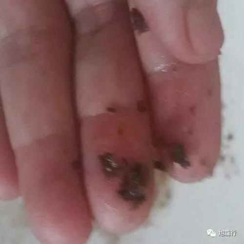 秋风起秋膘贴,秋风起贴秋膘喝羊汤