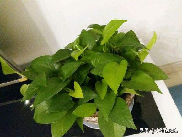 绿萝冬天冻死了明年又发芽,绿萝受冻可以缓过来