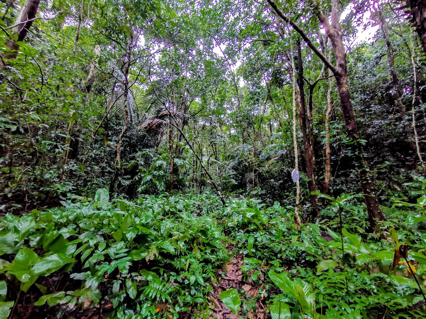 呀诺达雨林探险是什么,三亚呀诺达雨林正规吗