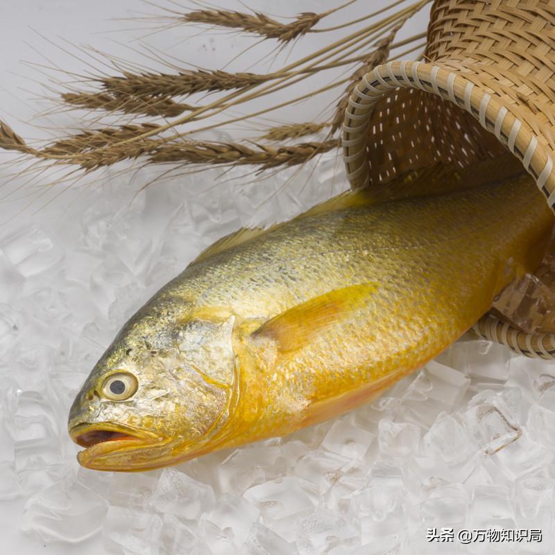 从喂鸡喂鸭到一条11万,我国狠心流放30年,为何还救不起一条鱼?