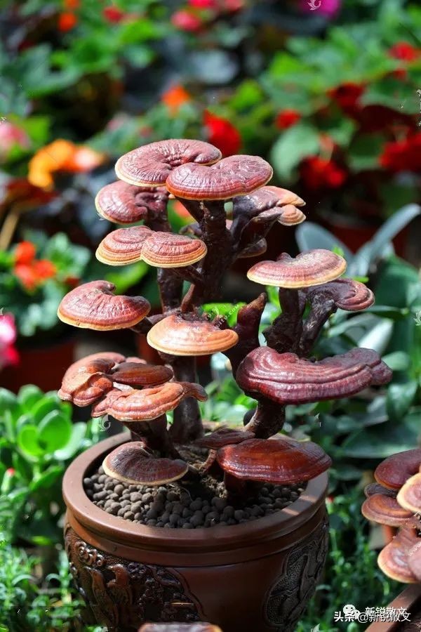 李可老中医治疗贫血,因为贫血头晕怎么办