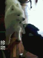 哈士奇和萨摩耶在一起的生活日常,哈士奇和萨摩耶融合起来的样子