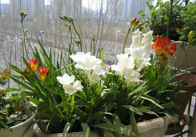 怎么把小苍兰养得花箭粗大,小苍兰的花期养护注意事项