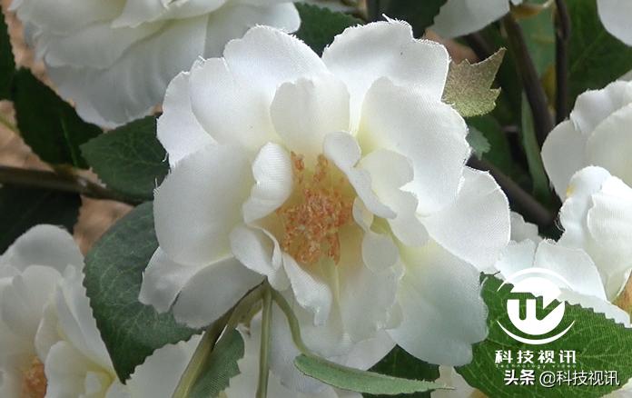 索尼ax60摄像机专注vlog视频创作,索尼hdr-ax60摄像机拍摄效果