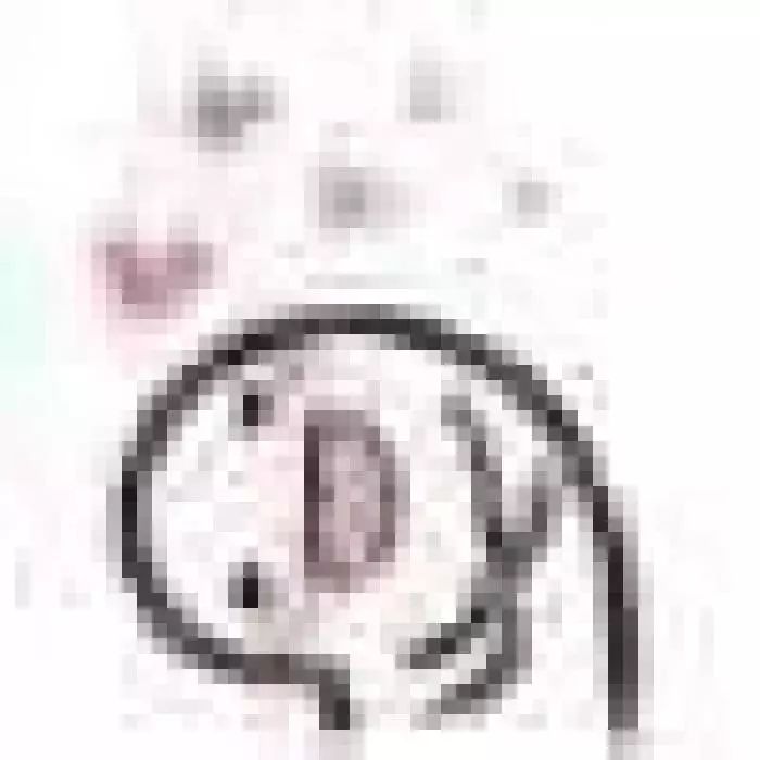 猪年限定款有哪些品牌,猪年限定哪款最值得购买