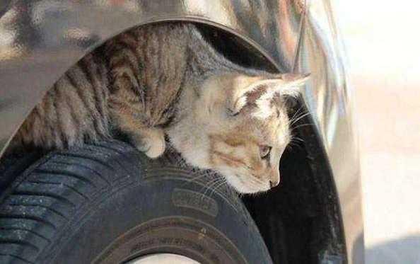 母猫交配结束后，为什么还要不顾一切转头咬公猫？