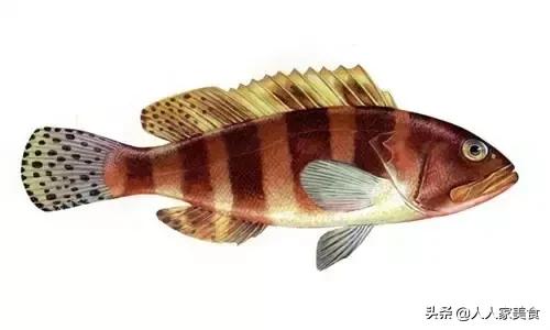 最好的十种石斑鱼,最漂亮的几种石斑鱼