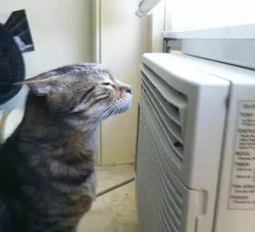 福懋动物医院厦门,福懋宠物医疗中心解放桥分院