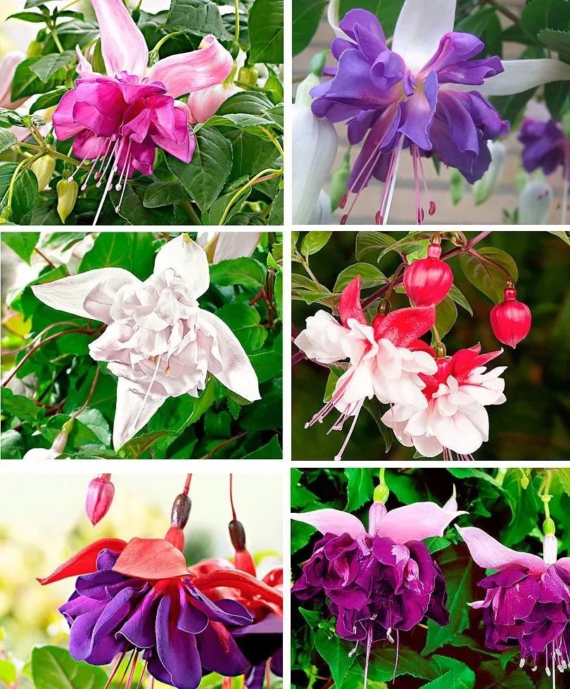 花朵颜值特别高的盆栽倒挂*钟金**,夏天容易挂掉,有什么办法挽救?