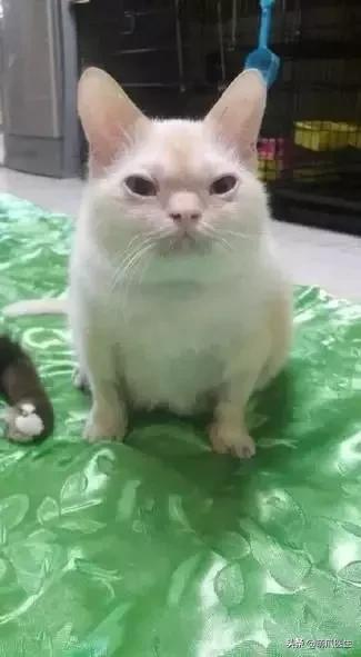 这猫睡姿也太销魂了,猫睡相