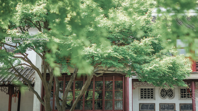 苏州旅游最不能错过的江南园林,留园拙政园是苏州著名的园林