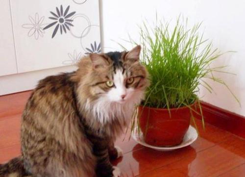 猫咪肠胃不好老吐还拉肚子怎么办,猫咪肠胃不好总是呕吐吃什么药好