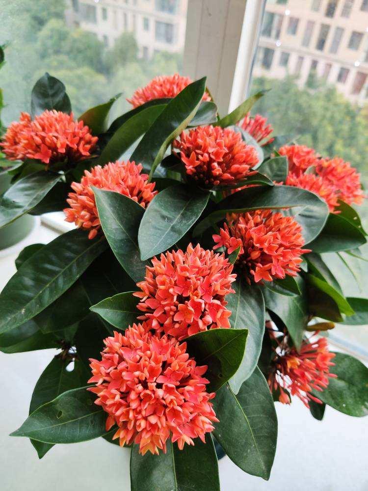 祥龙镇宅,3种开运花旺财又旺家