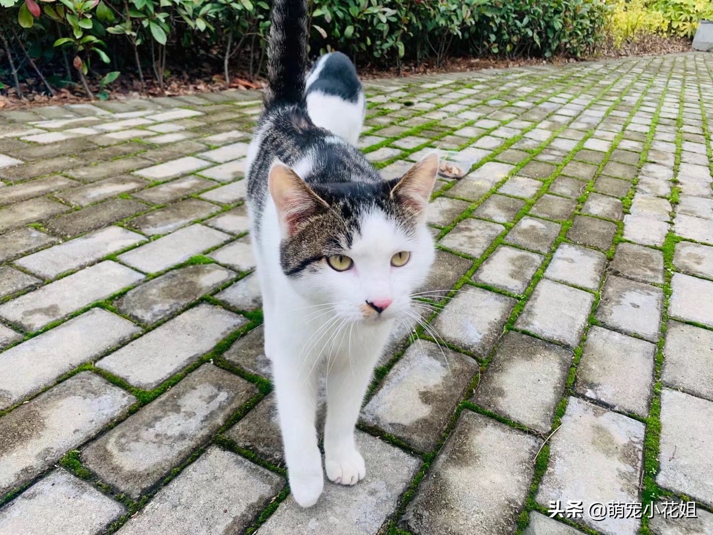 关于救助流浪猫的感受,救助流浪猫的艰辛与难受