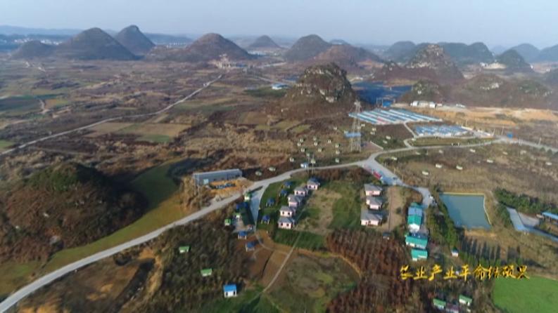 林下养鸡啄开致富路,林下养鸡致富带动贫困户