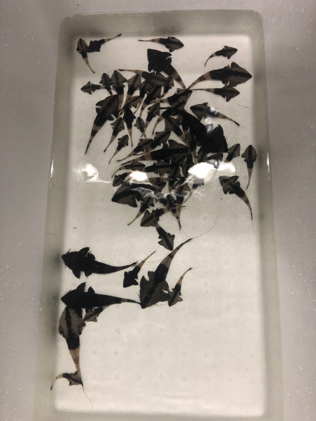 阴阳直升机全红,阴阳直升机图片