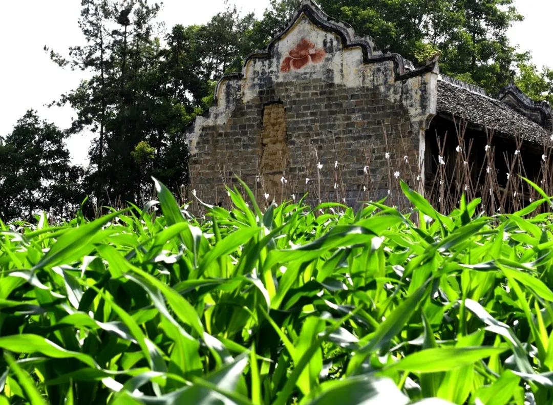 映山红优美散文,故乡美文原创散文