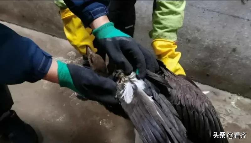 跨国迁徙！“大鸟”意外受伤，却遇上鹤城恩人