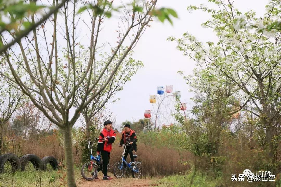 带你来樱花园看浪漫樱花,最美校园春天必打卡的樱花胜地