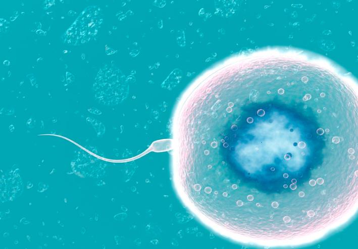 “精子”进入女人体内没“受精”,去了哪里呢?看完或许就了解了