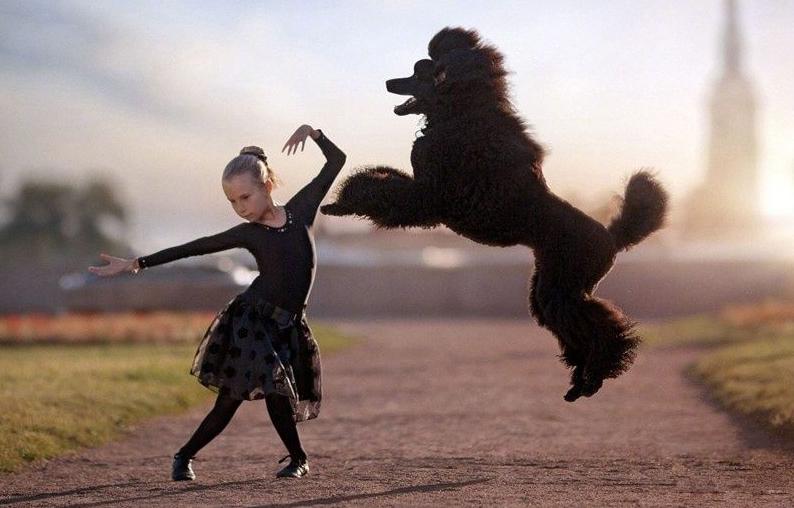 贵宾犬详解及日常养护,饲养贵宾犬的优点与缺点