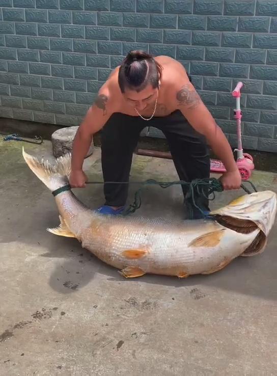 1.3米长水老虎被困小水塘，被人钓起时已瘦脱了形，网友：太惨了