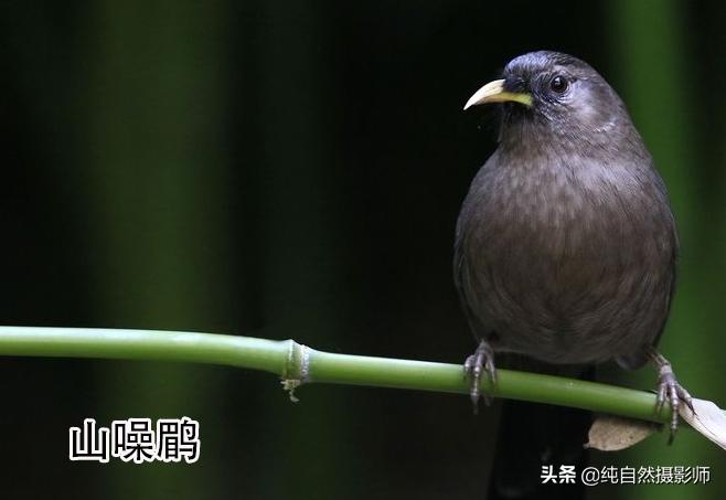 画眉品种有哪些,画眉科的鸟类大全